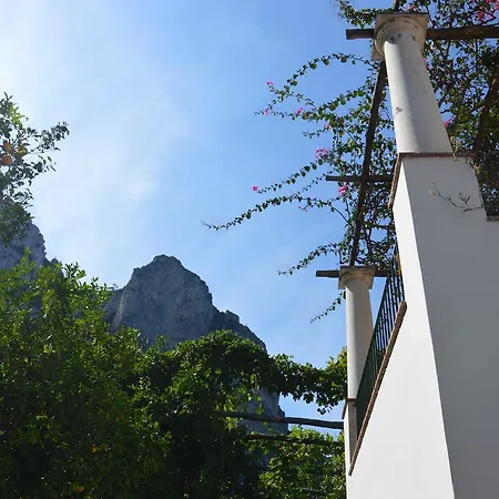 Rosella *